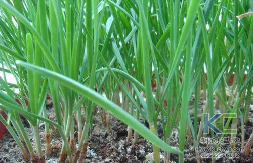 無土栽培，無土栽培技術，無土栽培設備