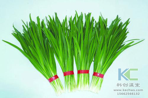 無土栽培，無土栽培技術，無土栽培設備