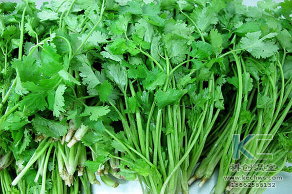 無土栽培，無土栽培技術，無土栽培設備