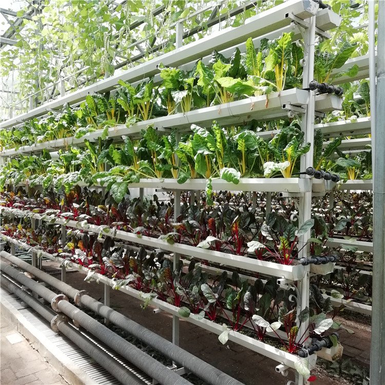 無土栽培，無土栽培技術，無土栽培設備