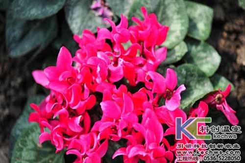 無土栽培,無土栽培技術(shù),無土栽培設(shè)備